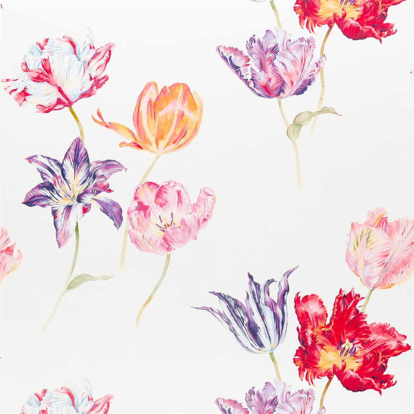 Tulipomania Tulipomania Botanical